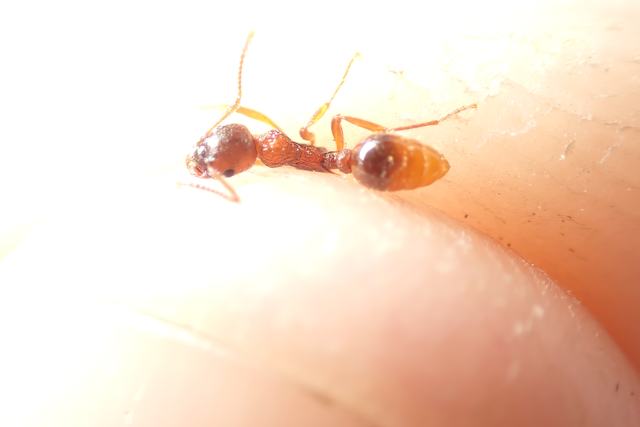 Myrmica ruginodis - erdei bütyköshangya
