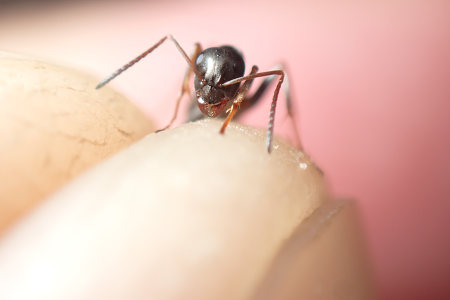 Formica fusca - kormos rabszolgahangya