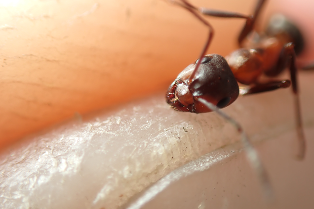 Formica sanguinea - vérvörös rablóhangya