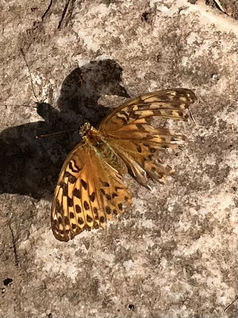 Argynnis paphia - nagy gyöngyházlepke