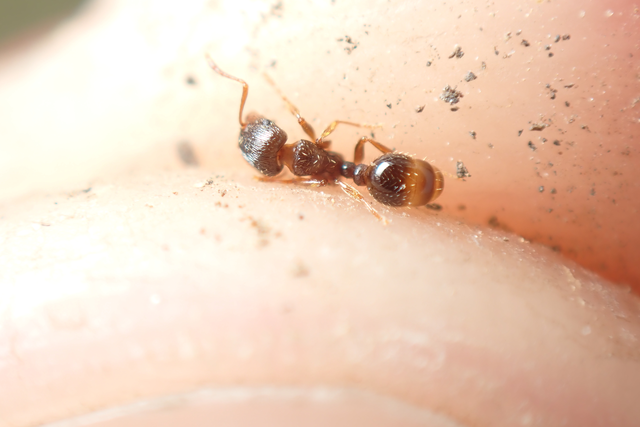 Tetramorium