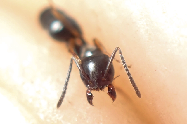 Tapinoma erraticum - kóborhangya