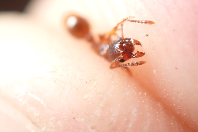 Myrmica ruginodis - erdei bütyköshangya
