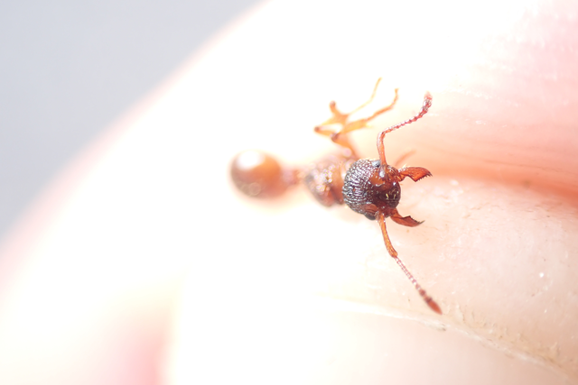 Myrmica sabuleti - gyakori bütyköshangya
