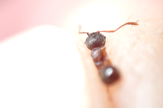 Myrmica schencki - kétszínű bütyköshangya