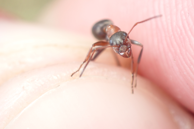 Formica rufibarbis - vörös rabszolgahangya