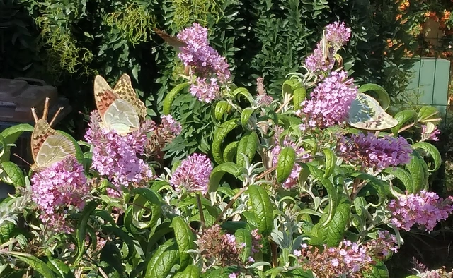 Argynnis pandora - zöldes gyöngyházlepke