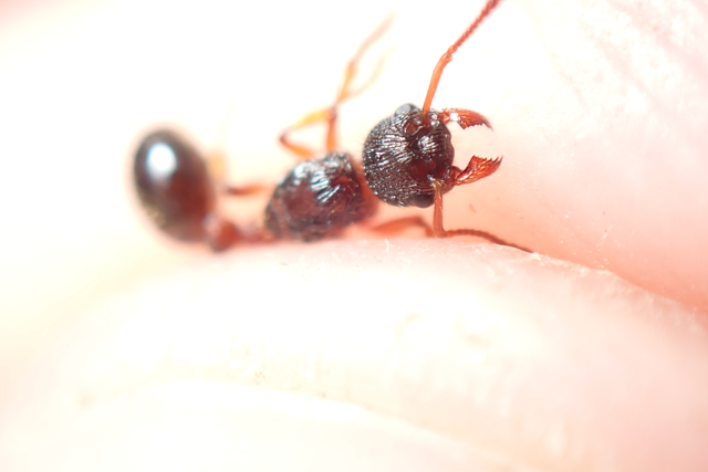 Myrmica schencki - kétszínű bütyköshangya