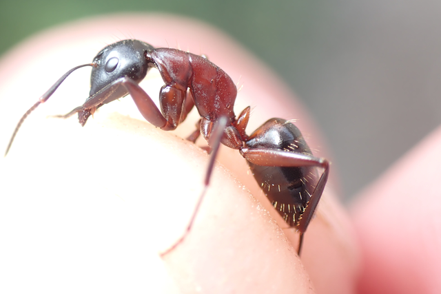 Camponotus ligniperda - faodvasító lóhangya