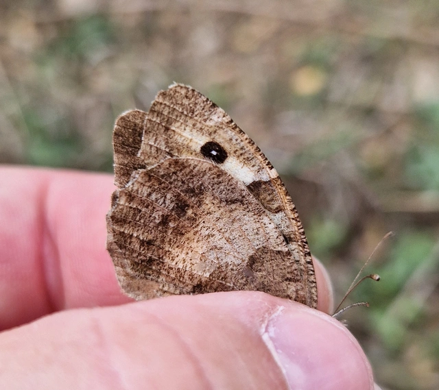 Chazara briseis - tarka szemeslepke
