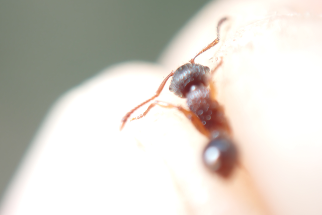 Myrmica schencki - kétszínű bütyköshangya