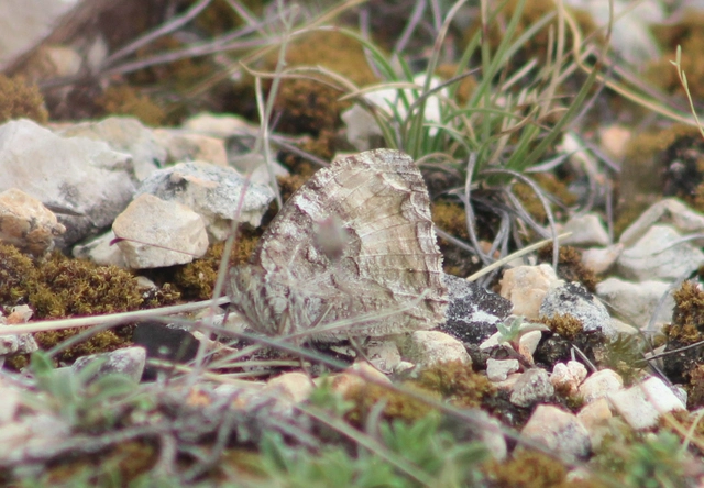 Hipparchia semele - barna szemeslepke