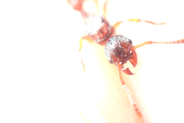 Myrmica sabuleti - gyakori bütyköshangya