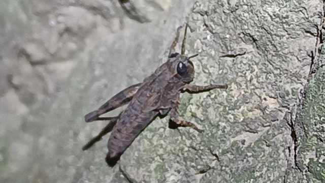 Pezotettix giornae - kis hegyisáska