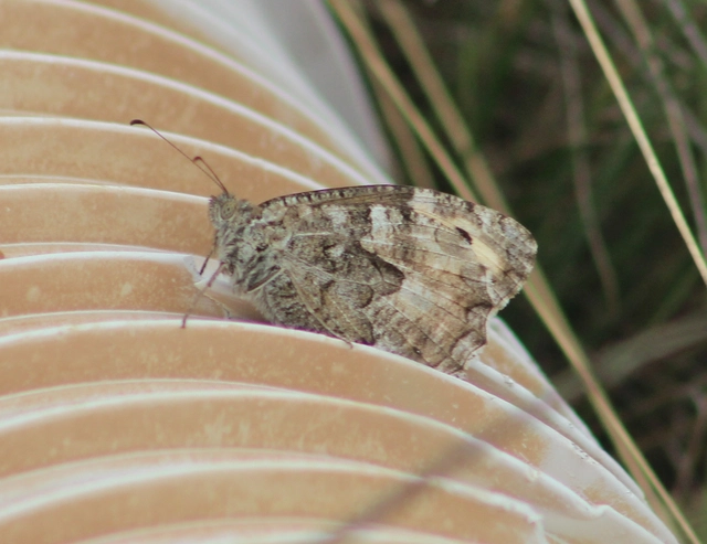 Hipparchia semele - barna szemeslepke