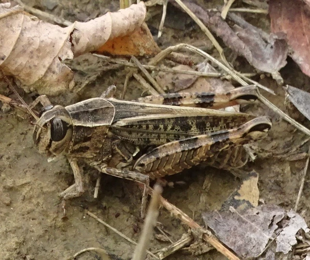 Calliptamus italicus - olaszsáska