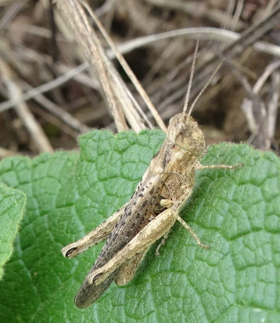 Chorthippus