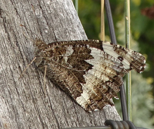Brintesia circe - fehéröves szemeslepke