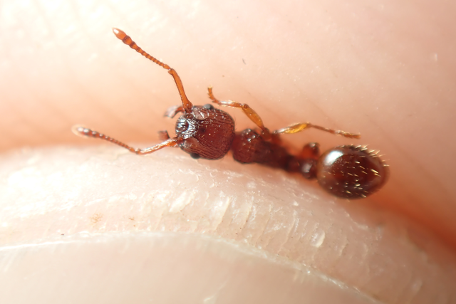 Myrmica sabuleti - gyakori bütyköshangya