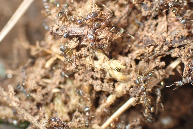 Tetramorium caespitum - nyugati gyepihangya