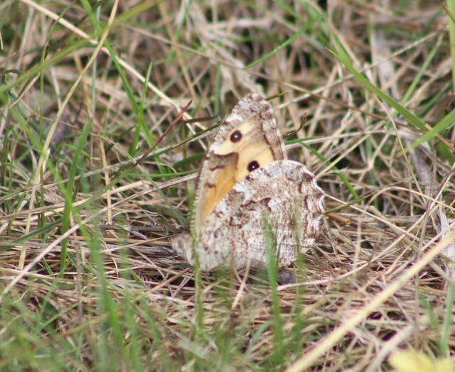 Hipparchia semele - barna szemeslepke