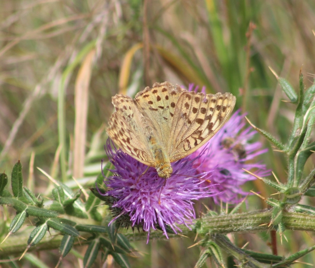 Argynnis pandora - zöldes gyöngyházlepke