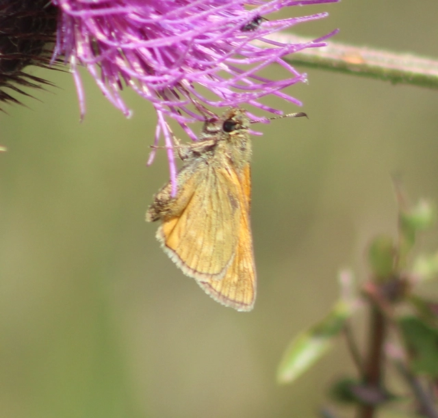 Ochlodes sylvanus - erdei busalepke