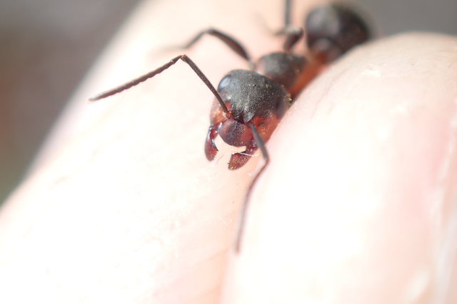 Formica pratensis - réti vöröshangya