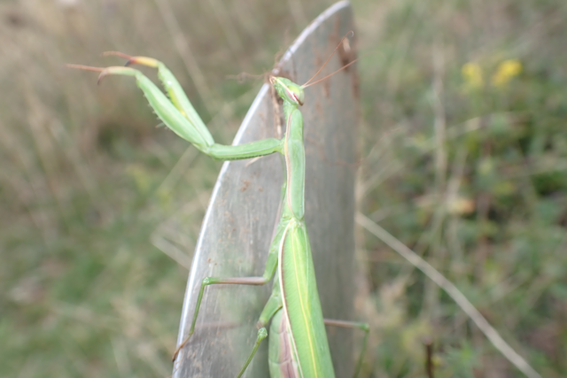 Mantis religiosa - imádkozósáska