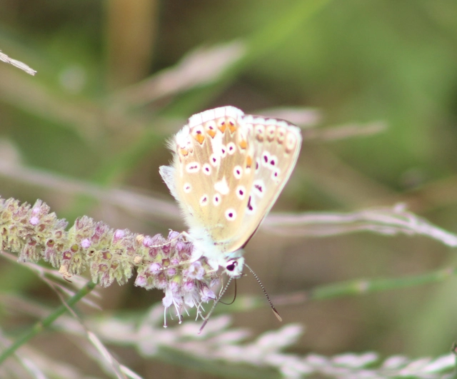 Polyommatus coridon - ezüstkék boglárka