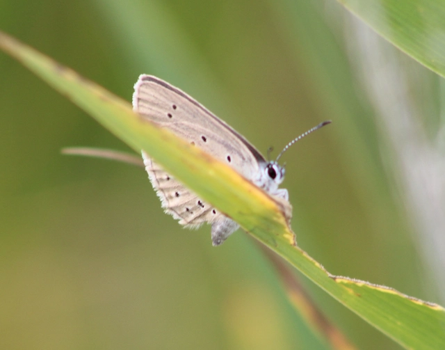 Phengaris teleius - vérfű-hangyaboglárka