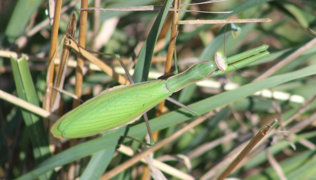 Mantis religiosa - imádkozósáska