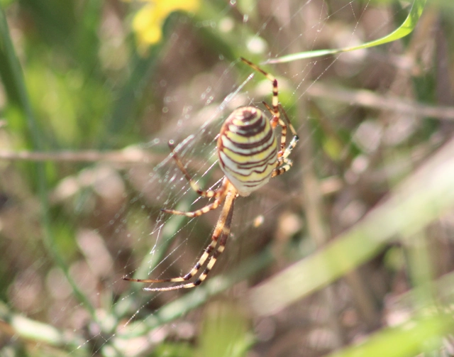 Argiope bruennichi - darázspók