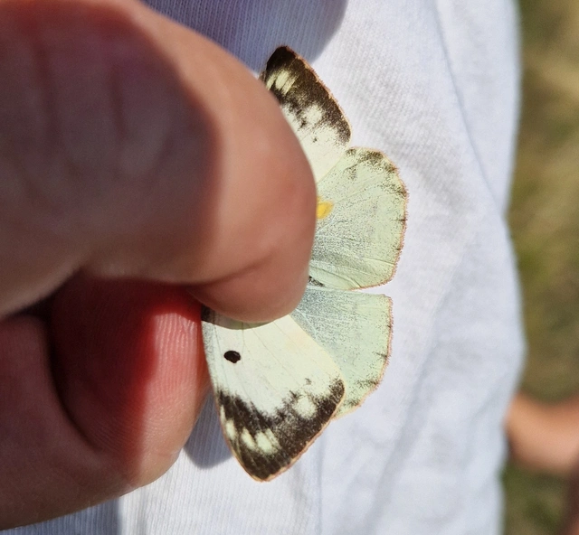 Colias alfacariensis - déli kéneslepke