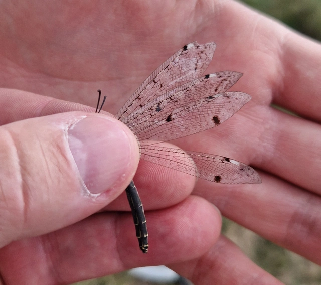 Distoleon tetragrammicus - négyfoltos hangyaleső