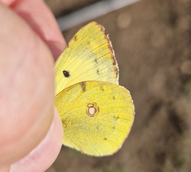 Colias alfacariensis - déli kéneslepke