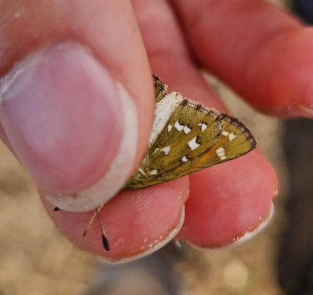 Hesperia comma - vesszős busalepke