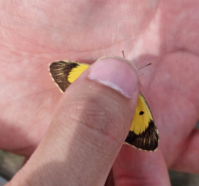 Colias croceus - sáfránylepke