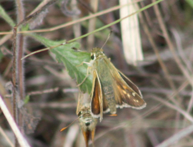 Hesperia comma - vesszős busalepke