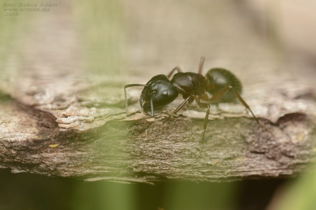 Camponotus herculeanus - óriás lóhangya