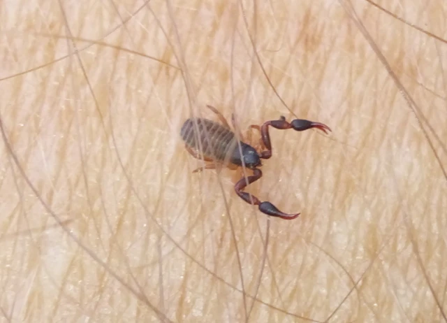 Pseudoscorpionida - Álskorpiók
