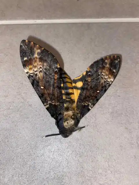 Acherontia atropos - halálfejes lepke