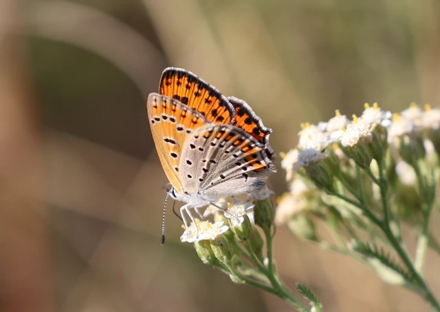 Lycaena thersamon - kis tűzlepke