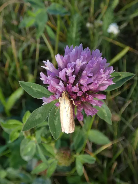 Oncocera semirubella - lucernamoly