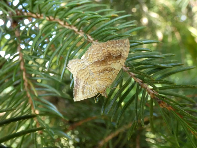 Camptogramma bilineata - kétvonalas sávosaraszoló