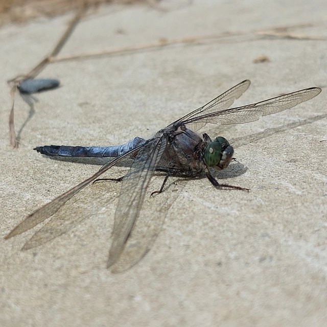 Orthetrum cancellatum - feketefarkú pásztorszitakötő