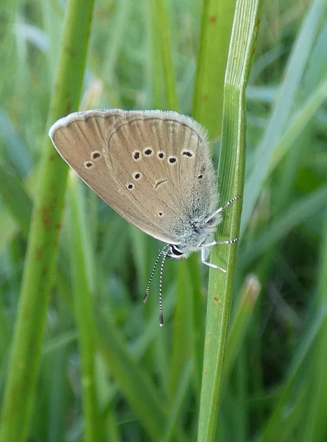Cyaniris semiargus - aprószemes boglárka