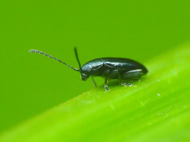 Phyllotreta