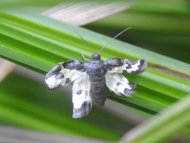 Lomaspilis marginata - szegélyes nyárfaaraszoló