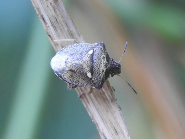 Eysarcoris aeneus - fémes feketefejű-poloska Eysarcoris aeneus - fémes feketefejű-poloska